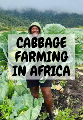 Cabbage farming in Kenya.